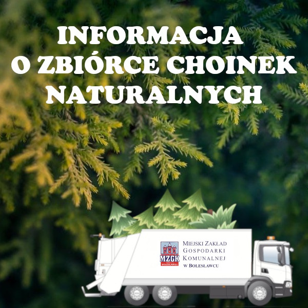 INFORMACJA O ZBIÓRCE CHOINEK NATURALNYCH